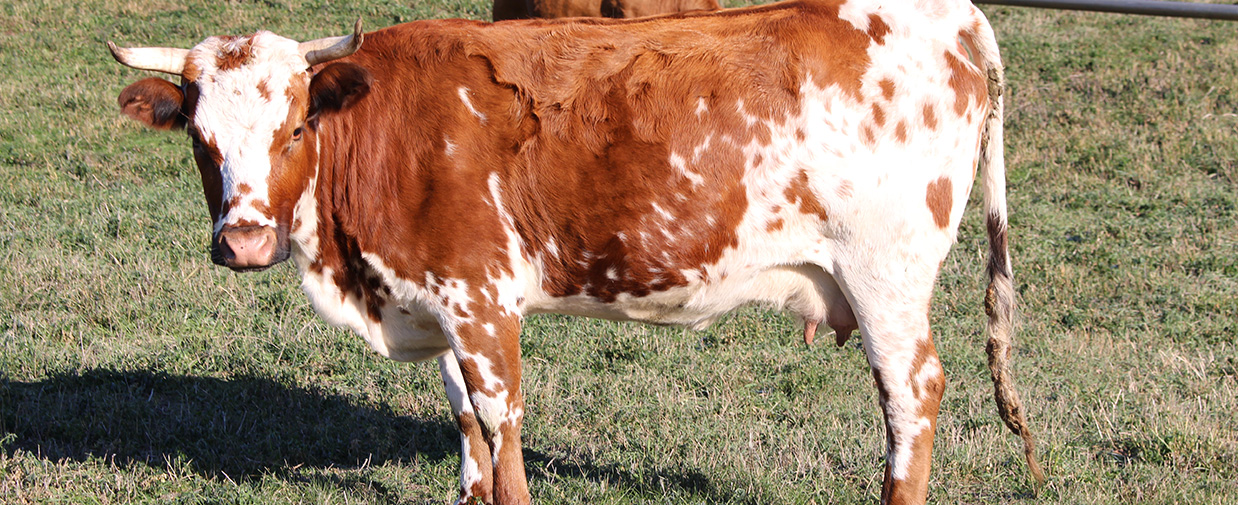 cow