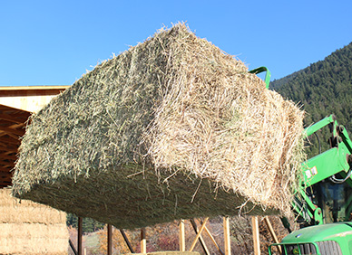 alfalfa